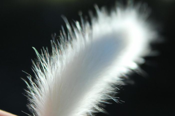 Dmuszek jajowaty – jak uprawiać ozdobną roślinę w swoim ogrodzie? Praktyczne wskazówki i informacje na temat lagurus ovatus