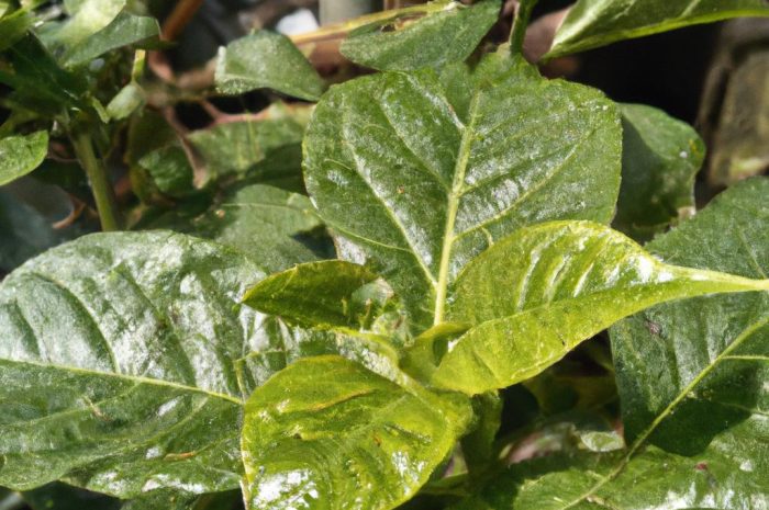 Dobroczynne działanie azotu – nawóz na jego bazie skutecznie wzmacnia rośliny.