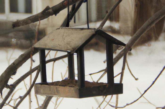 Dokarmianie ptaków zimą – czym karmić ptaki, żeby im nie zaszkodzić?