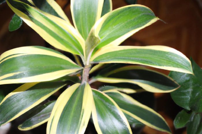 Dracaena angustifolia – pielęgnacja i uprawa draceny w domu