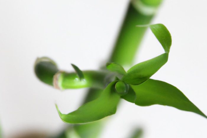 Dracena Sandera – szczęśliwy bambus, który wcale nie jest bambusem