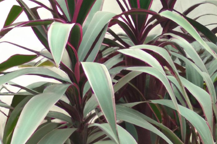 Dracena compacta, czyli jak dbać o tę roślinę?