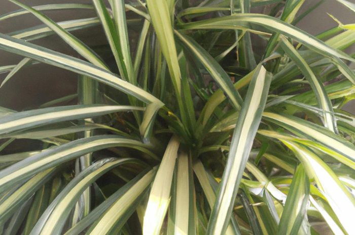 Dracena deremeńska – piękna roślina o wielobarwnych liściach