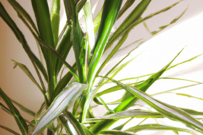 Dracena – jak prawidłowo ją pielęgnować i jakie gatunki dostępne są na rynku?