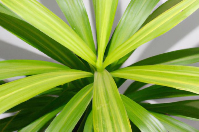 Dracena obrzeżona – kawałek Madagaskaru w twoim domu
