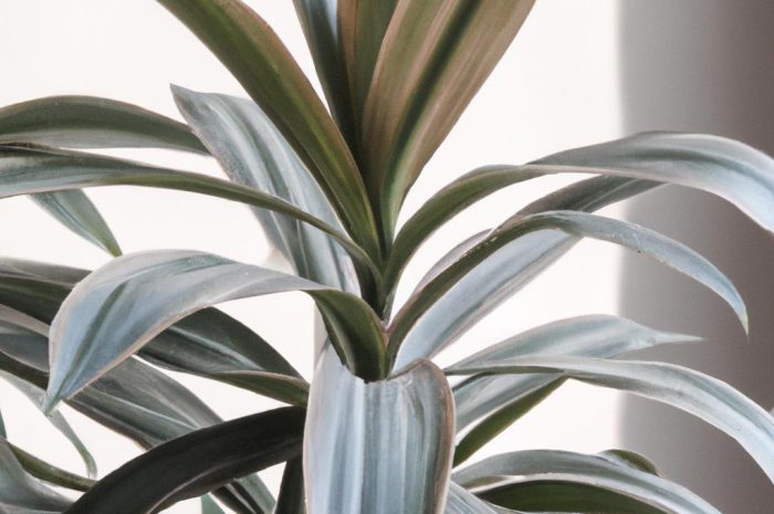 Dracena odwrócona – prosta pielęgnacja niezwykłej rośliny