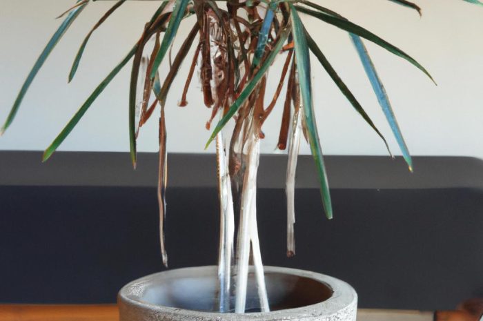Dracena smocza – egzotyczna roślina w twoim domu
