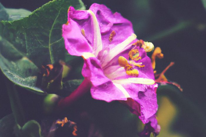 Driakiew to kwiat ogrodniczy z mieszanką kolorów. Poznaj warunki uprawy i sposób sadzenia tej rośliny