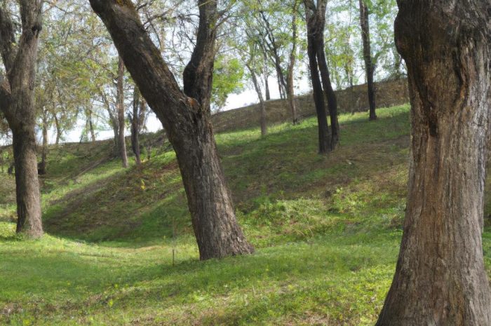 Drzewa liściaste w Polsce – najpopularniejsze gatunki