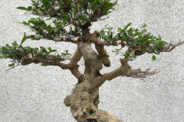 Drzewko bonsai – formować od podstaw czy kupić gotowe? Poznaj uprawę drzewka bonsai