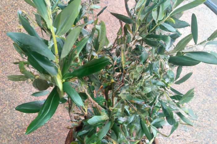 Drzewko oliwne – zimowanie i odpowiednie warunki dla oliwki europejskiej