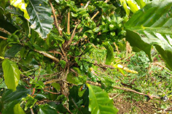 Drzewo kawowe – jak je wyhodować w domu i mieć własną kawę ziarnistą?