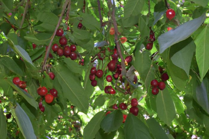 Drzewo wiśni – która odmiana jest najlepsza?