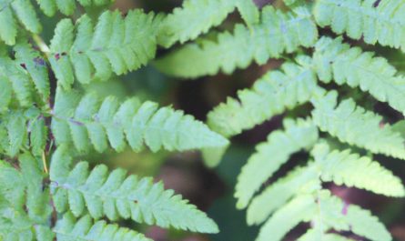 Begonia bulwiasta – rozmnażanie, zimowanie, uprawa i pielęgnacja