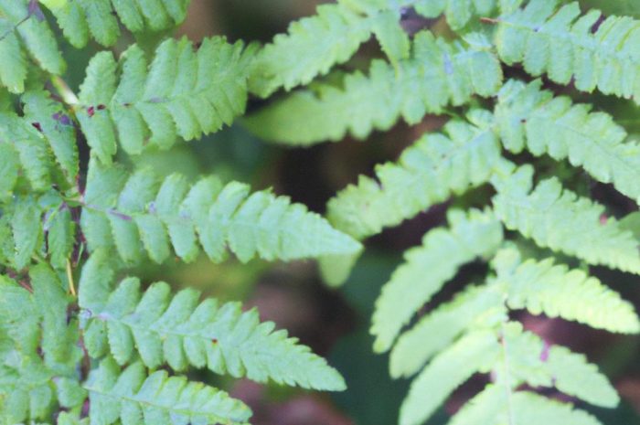 Długosz królewski (Osmunda regalis) – jedna z największych paproci. Na czym polega jego uprawa?