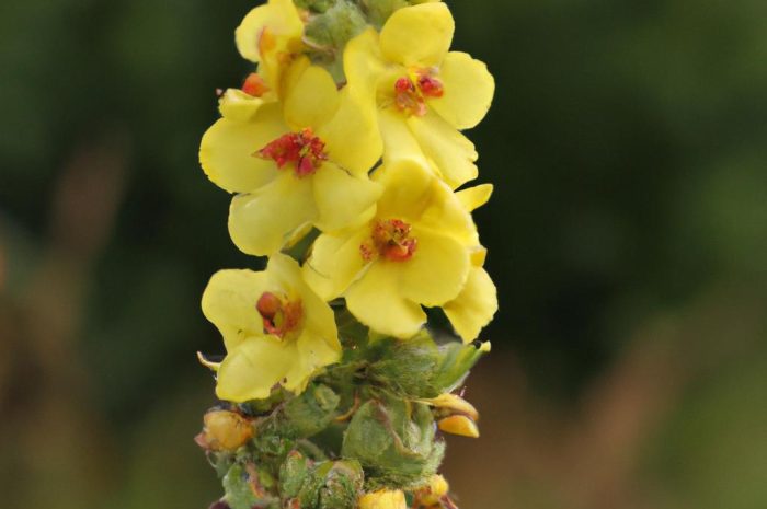 Dymnica pospolita – właściwości, zastosowanie i zwalczanie ziela