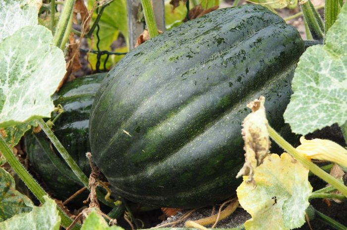 Dynia hokkaido – uprawa, pielęgnacja i odmiany