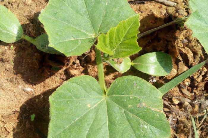 Dynia olbrzymia – jakie wymagania musi spełniać uprawa tego warzywa?