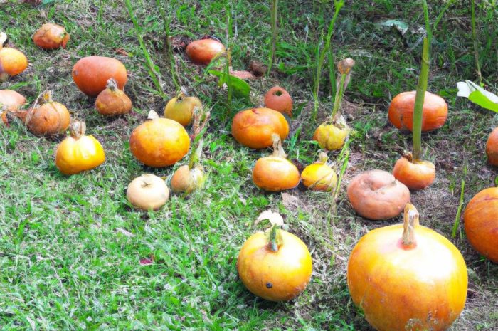 Dynia zwyczajna – uprawa warzywa we własnym ogrodzie