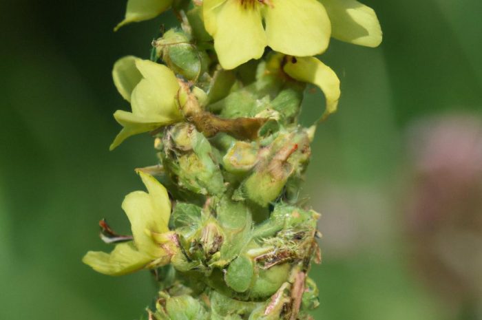 Dziewanna pospolita – jak ją uprawiać w ogrodzie? Sprawdź przydatne informacje na ten temat, które możesz wykorzystać!