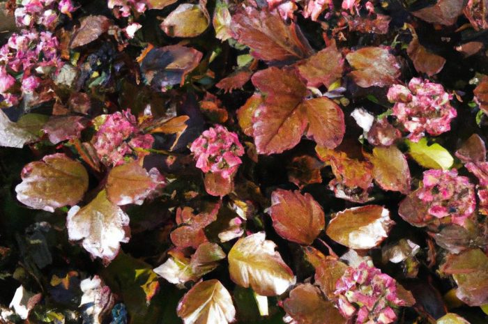 Dziewięćsił bezłodygowy – jak uprawiać go w swoim ogrodzie?