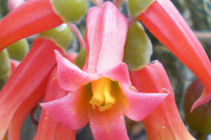 Dziwne rośliny – co wyróżnia najdziwniejsze kwiaty na świecie? Poznaj najbardziej zdumiewające gatunki