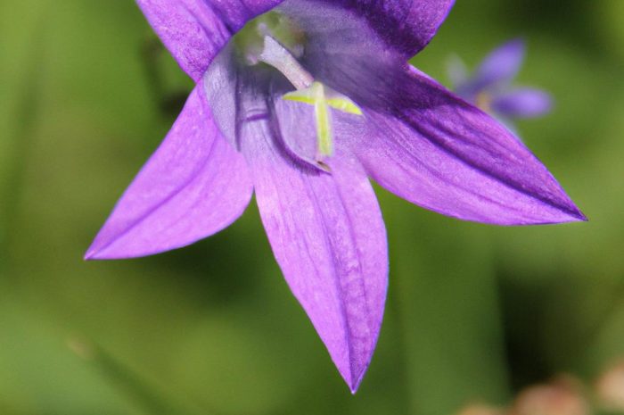 Dzwonek brzoskwiniolistny – wymagania i uprawa