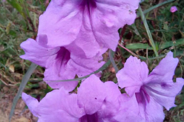 Dzwonek skupiony (Campanula glomerata) – uprawa i pielęgnacja