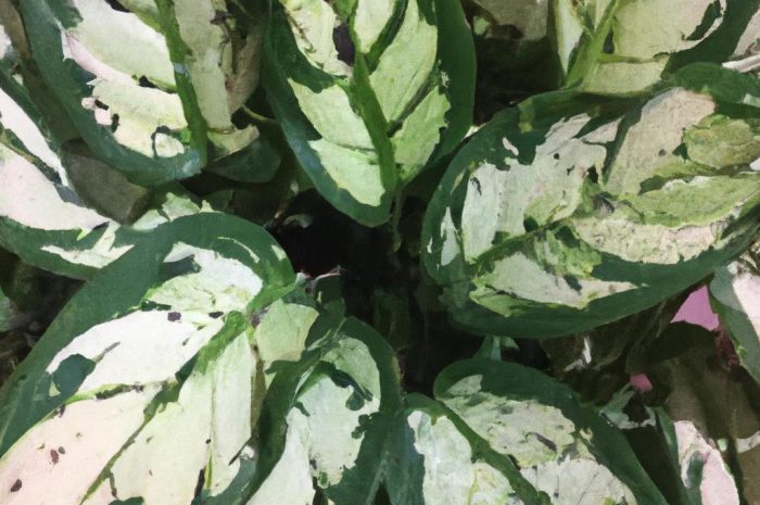 Echmea wstęgowata – roślina pełna uroku. Poradnik uprawy