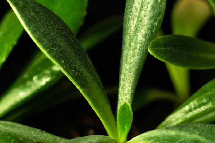 Eonium – wytrzymały sukulent, którego z powodzeniem możesz hodować w domu