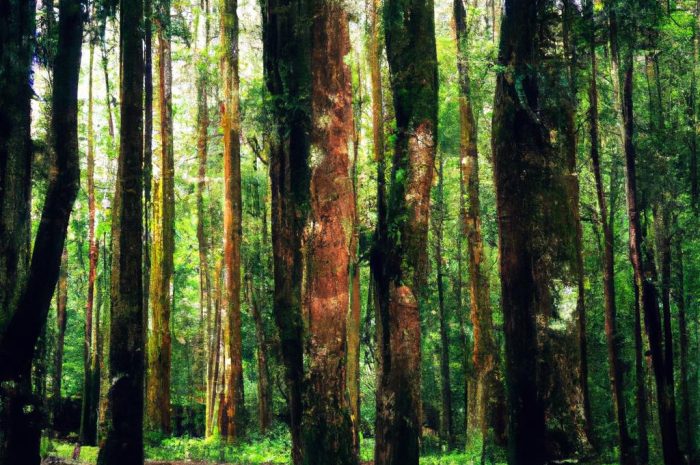 Epifity – rośliny, które porastają powierzchnię innych gatunków