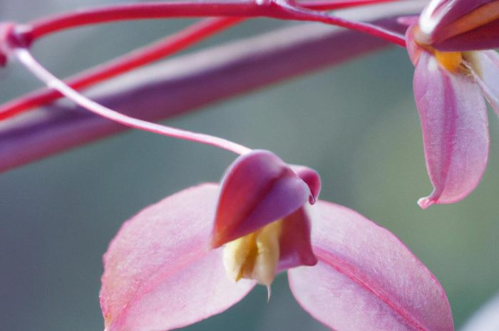 Epimedium wielkokwiatowe (Epimedium grandiflorum) – uprawa, występowanie i właściwości