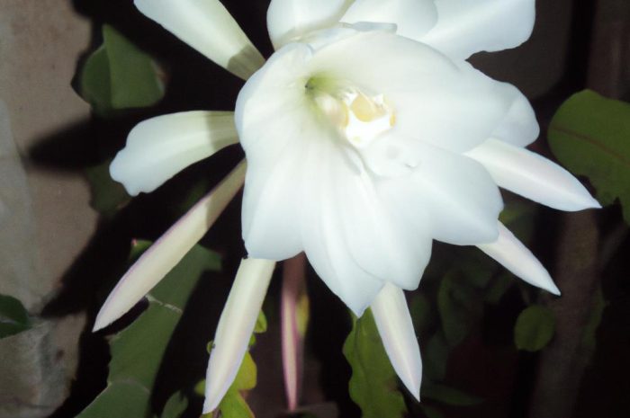 Epiphyllum – jak pielęgnować i uprawiać roślinę z tego rodzaju?