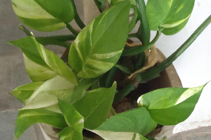 Epipremnum – pnącze o niezwykłych właściwościach oczyszczających