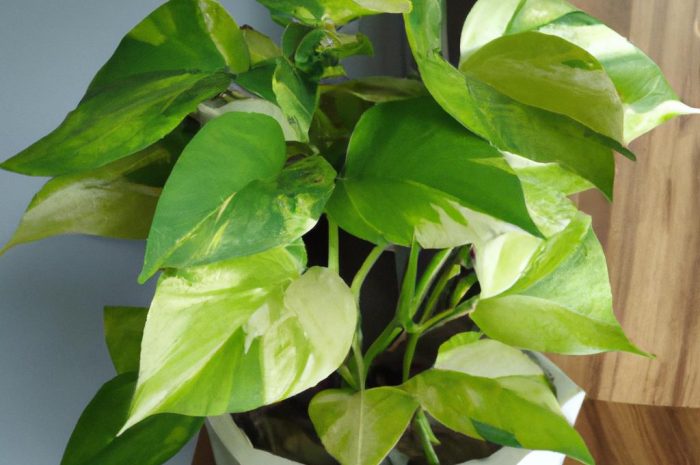 Epipremnum złociste – wdzięczna roślina do domu i do biura