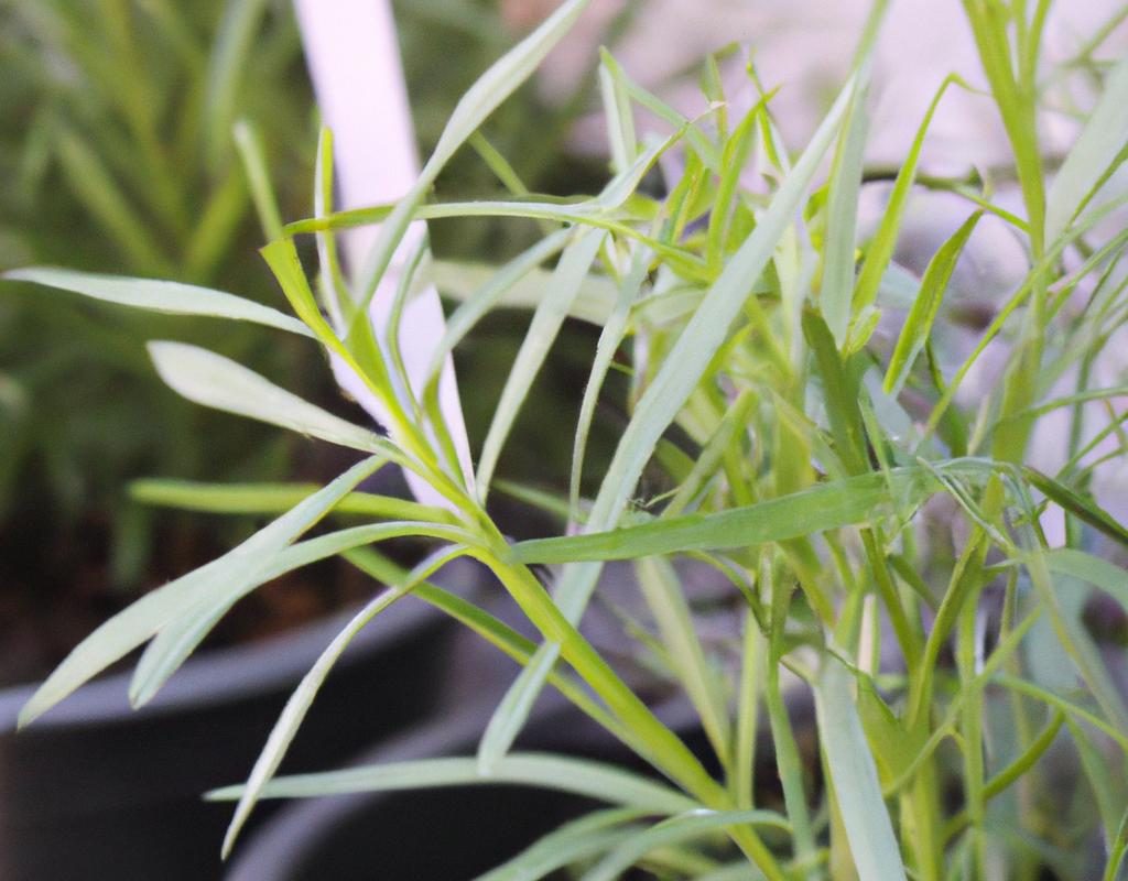 Bez czarny zwany dzikim bzem – charakterystyka, uprawa. Bez a lilak pospolity