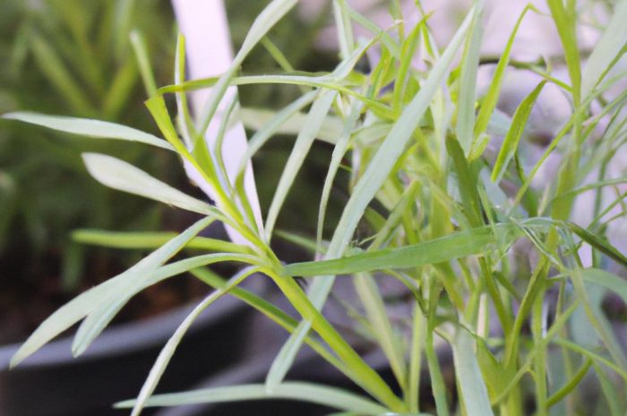 Estragon – uprawa w doniczce i w ogrodzie. Poznaj bylicę estragon i zobacz, jak ją uprawiać!