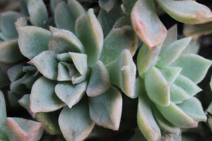 Eszeweria – wyjątkowo ozdobny sukulent z Meksyku