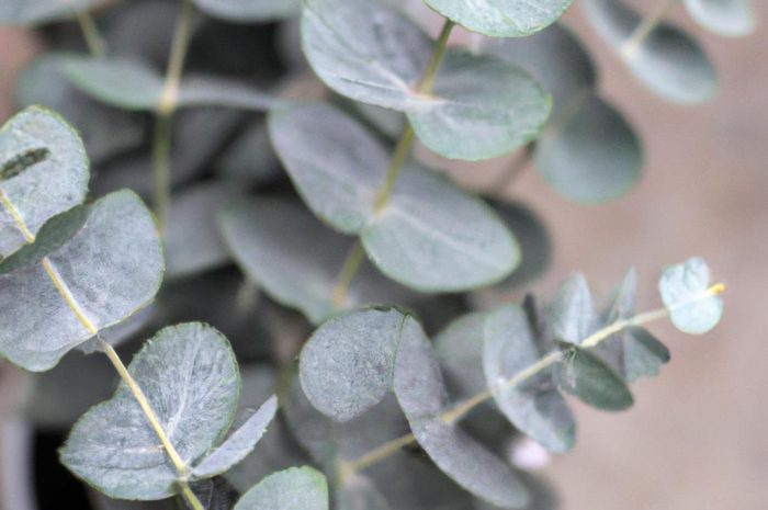 Eukaliptus w doniczce – uprawa egzotycznej rośliny w domu