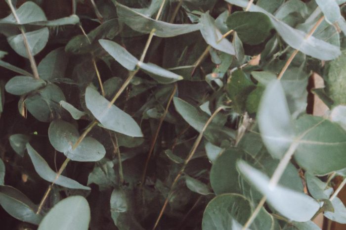 Eukaliptus – jak uprawiać i pielęgnować roślinę? Poznaj jej zastosowanie i właściwości lecznicze!