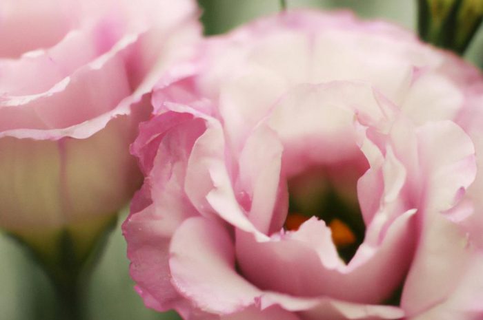 Eustoma wielkokwiatowa – piękność z kwiaciarni w uprawie amatorskiej