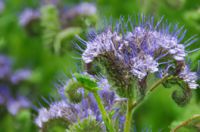 Facelia błękitna – czym się charakteryzuje i jak należy ją uprawiać, aby rosła efektywnie i skutecznie spełniała swoją rolę?
