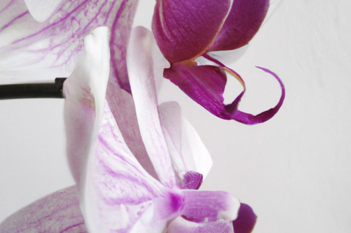 Falenopsis – tropikalny storczyk o efektownych kwiatach. Jak prawidłowo pielęgnować ćmówkę w domu?