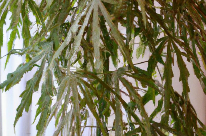 Fatsja japońska (Fatsia japonica) – egzotyczna roślina, którą możesz uprawiać w swoim domu. Rozmnażanie i pielęgnacja