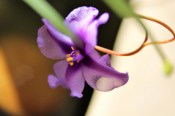 Felicja – kwiat ozdobny