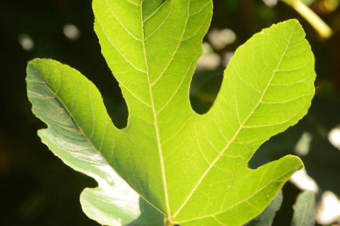 Ficus lyrata, czyli figowiec dębolistny – jak o niego dbać?