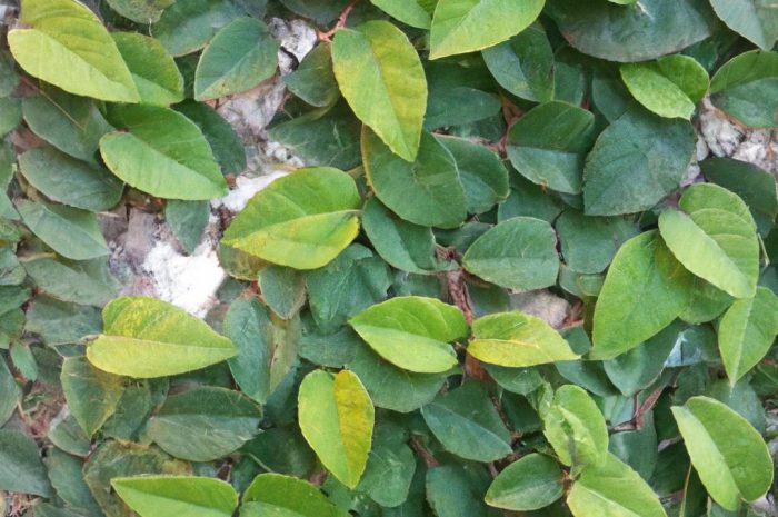 Ficus pumila (figowiec pnący) – jak go pielęgnować?