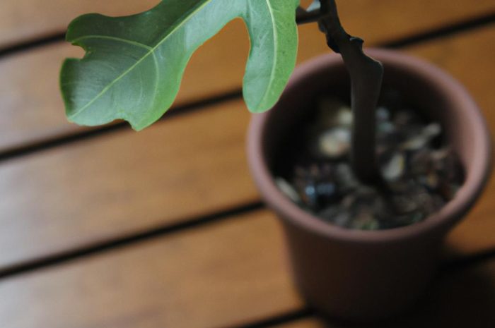 Figowiec bengalski – idealna roślina do stworzenia domowej dżungli