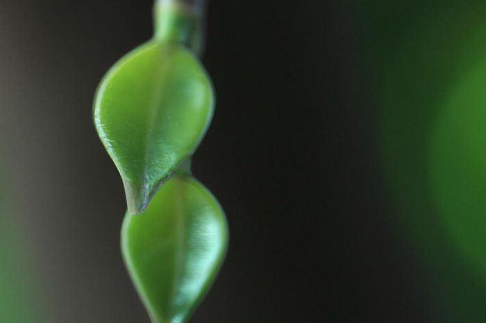 Fikus beniamin – kapryśna roślina z Azji