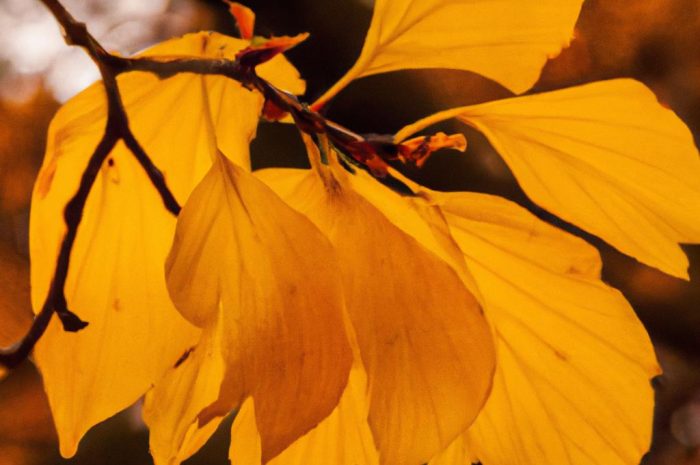 Fikus benjamin gubi liście: przyczyny i zapobieganie